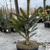 Picea jezoensis 'Nana' - Ajaani kuusk 'Nana' C2/2L